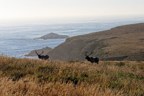 Point Reyes