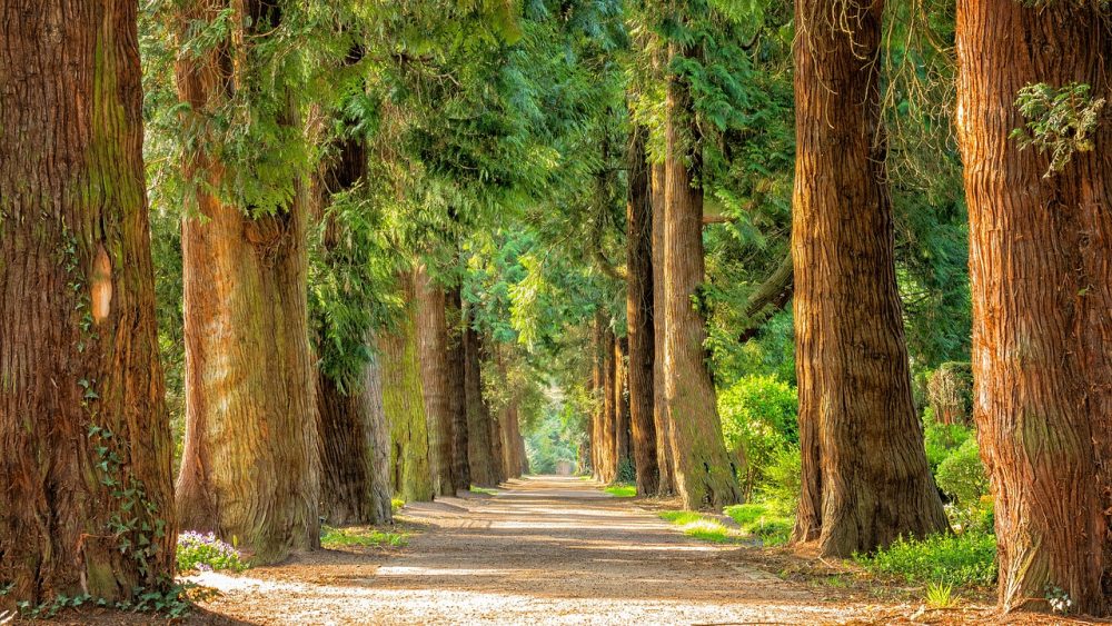 Defining Mindfulness