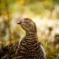 New Mexico Grouse