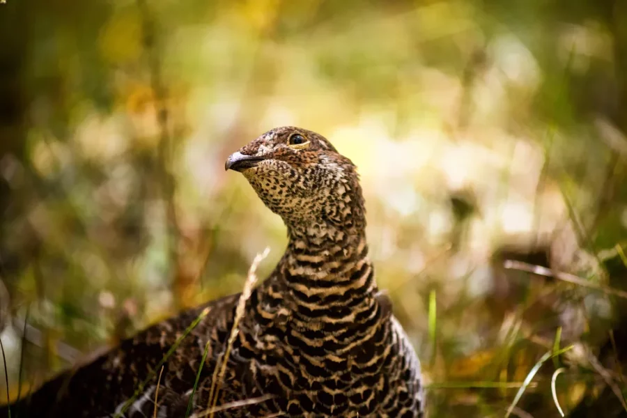 New Mexico Grouse